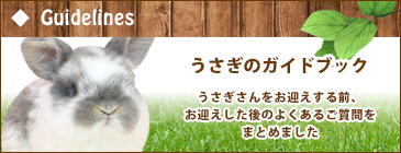 うさぎ専門店 Lapin House